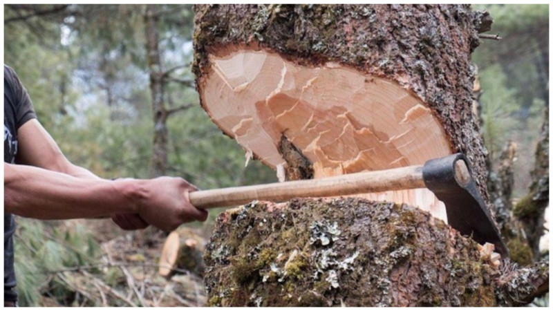 Quba, Qusar, İsmayıllıda qanunsuz ağac kəsimi ilə əlaqədar cinayət işi açıldı