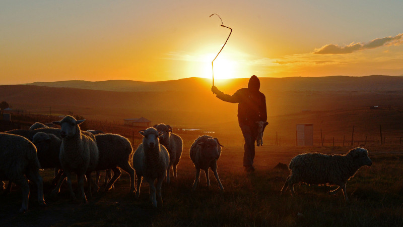 Xaçmazda çobana hökm oxundu
