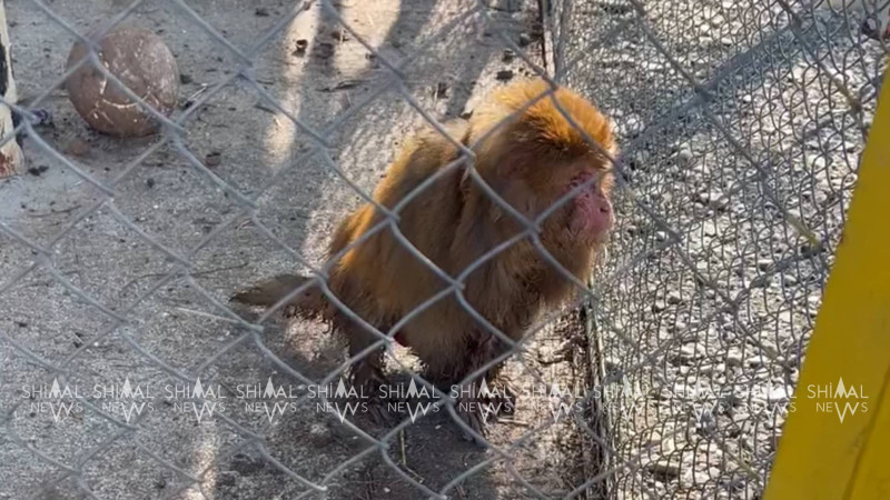 İsmayıllıdakı Günəş istirahət mərkəzinin kölgə tərəfi - Heyvanlar xilas edilsin!