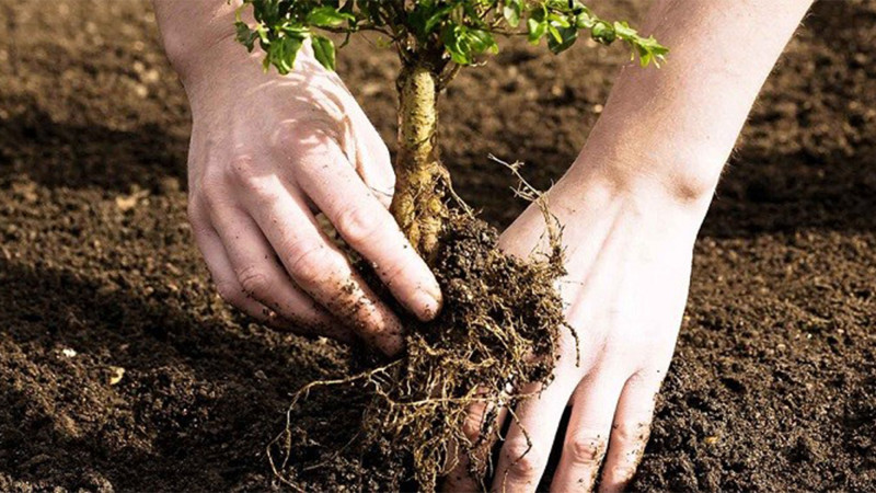 Yel çərşənbəsində Şimalda minlərlə ting əkilib