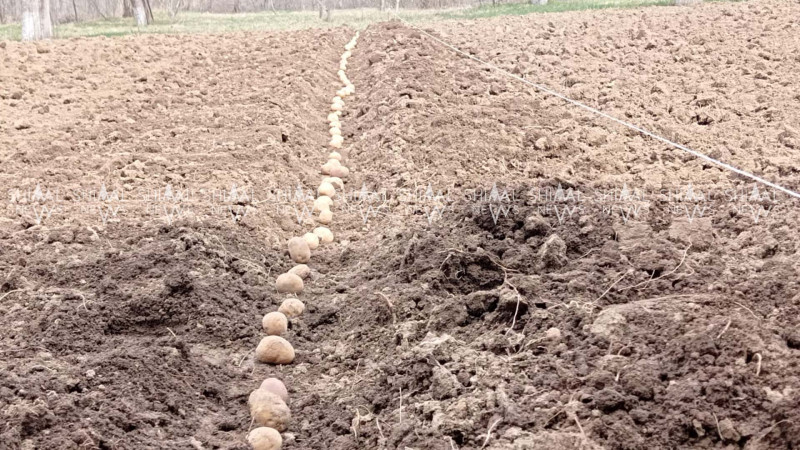 Kartof əkənlər tələsir - FOTO