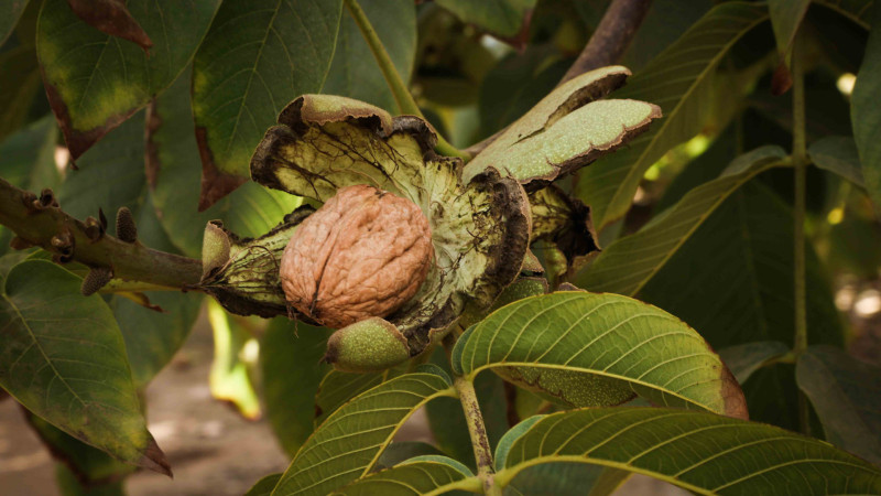 Qoz bağları da güzəştli sığortaya cəlb edilir