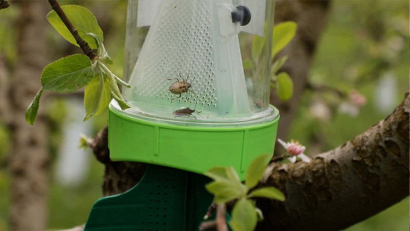 Xaçmaz və Balakəndə zərərvericilərə qarşı mübarizə