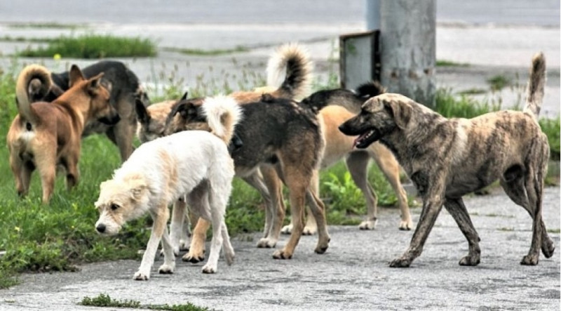 Xaçmazda sahibsiz it problemi - VİDEO