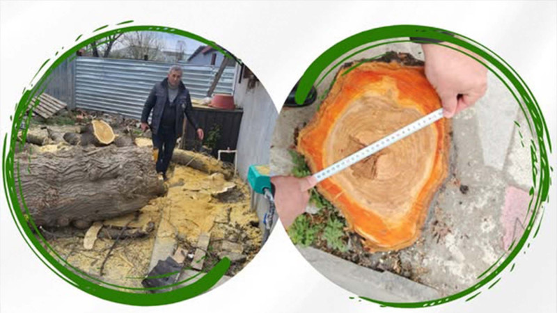 Xaçmazda qanunsuz ağac kəsən şəxs cəzalandırılıb