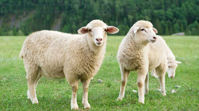 Qoyun və keçilərin sayı kəskin azaldı