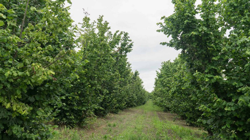 Azərbaycanda fındıq bağlarının sığortalanmasına başlanılıb