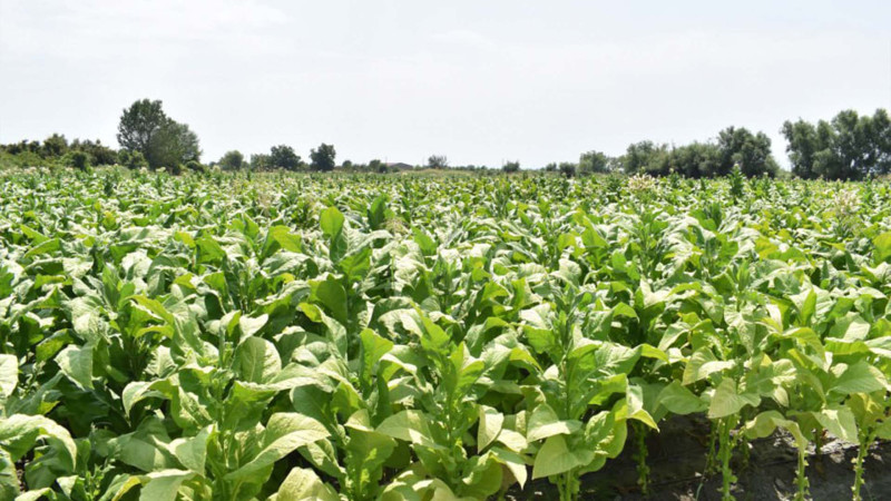 Şəkidə iki yüzdən çox fermer tütün əkəcək