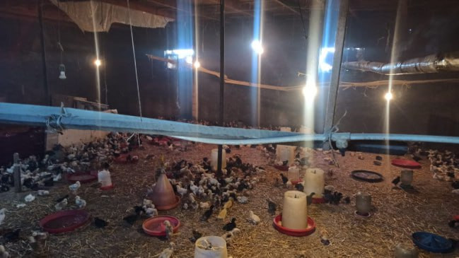 Qaxda quşçuluq təsərrüfatında nöqsanlar aşkarlanıb