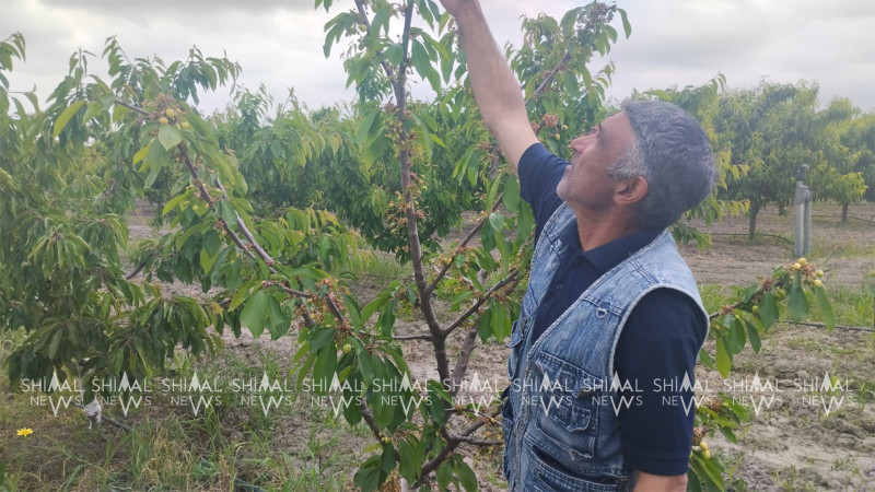 Şimal bölgəsində gilas bağlarına ciddi ziyan dəyib