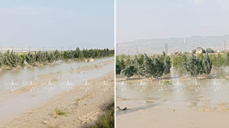 Quba-Bakı yolunun kənarındakı ağaclar SU ALTINDADIR - VİDEO