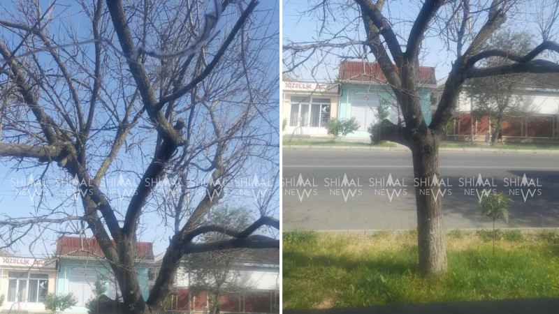 Xaçmaz sakinləri 5 ildir qurumuş ağacların kəsilməsini gözləyirlər