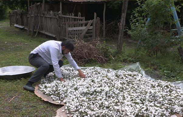 Balakəndə baramaçılıqdan əldə edilən GƏLİR