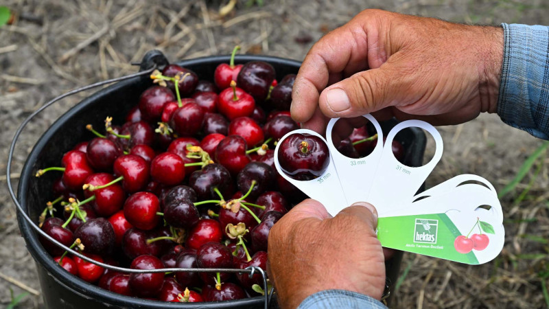 Qusar bağlarından xaricə: “Made in Azerbaijan”