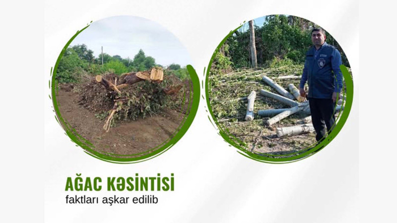 Şimal sakinləri qanunsuz ağac kəsiminə görə cəzalandırılıb