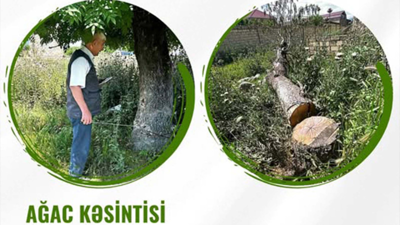 Siyəzən, Qusar və Şabranda qanunsuz ağac kəsimi aşkarlanıb