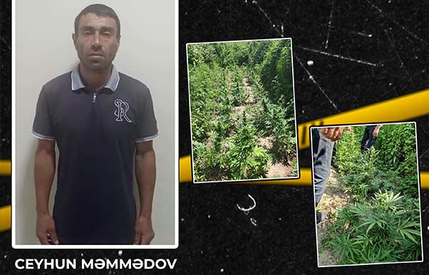 İsmayıllıda həyətində çətənə kolu yetişdirən şəxs tutulub