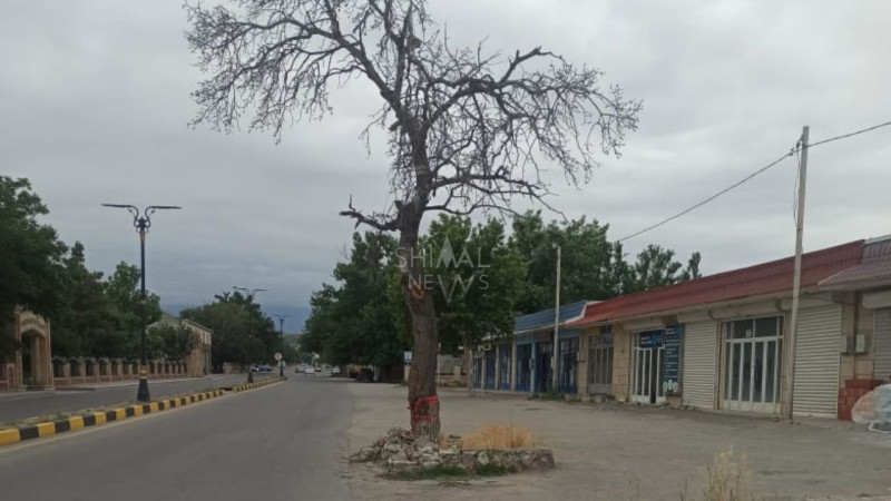 Şabran sakinləri ölüm ağacının kəsilməsini tələb edirlər