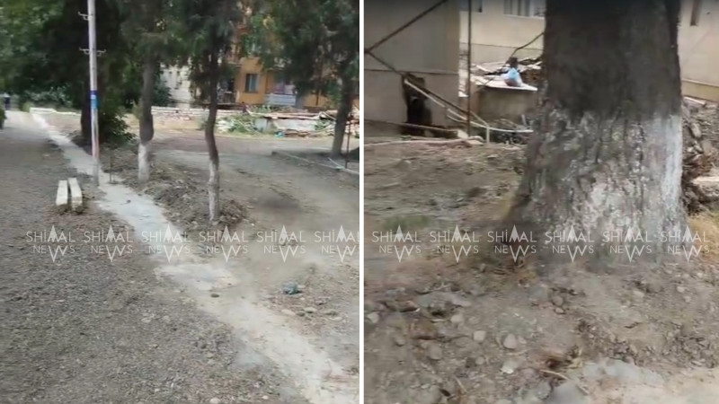 Xaçmazda ağacların dibi betonlanıb - VİDEO