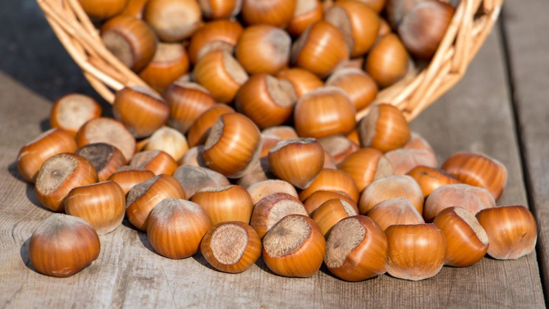 Azərbaycandan Çinə fındıq ixracı üçün tədbirlər görülür