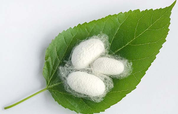 Şimalda barama süni yemlə yetişdirilir