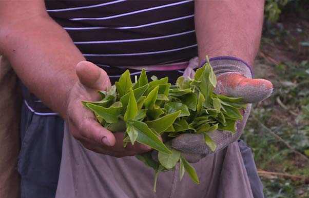 Zaqatalanın çay plantasiyalarında bol məhsul