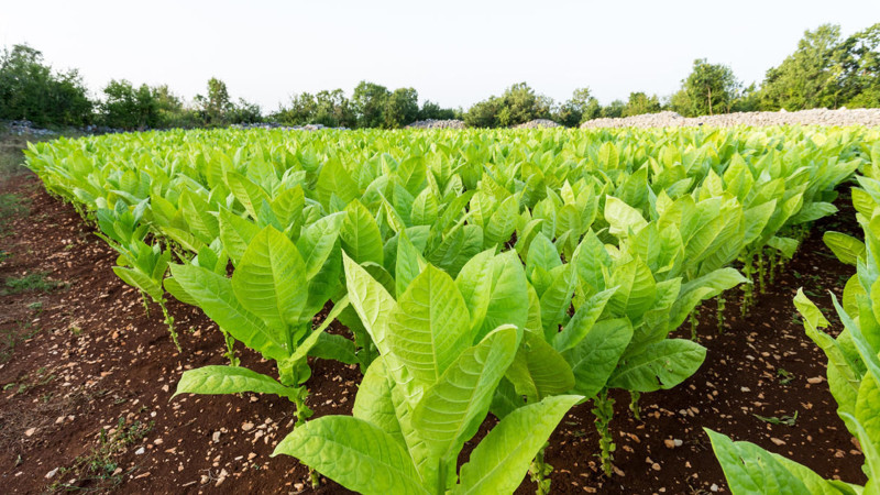 Tütün sahələrinin sığortalanmasına başlanıldı