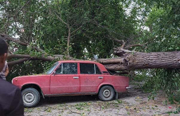 Xaçmazda ağac minik avtomobilinin üstünə aşıb - FOTO