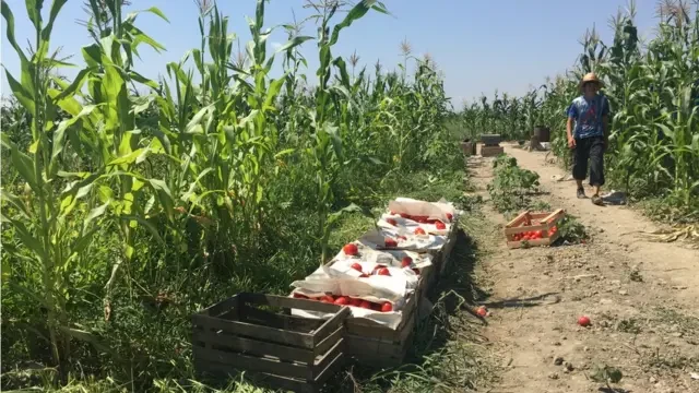 Xaçmaz fermerləri: “Pomidor əkən çox, alan yox!” - VİDEO