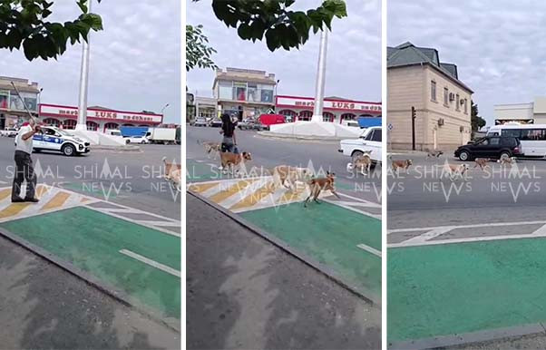 Sahibsiz itlər Xudat sakinlərinə kabus yaşadır - VİDEO