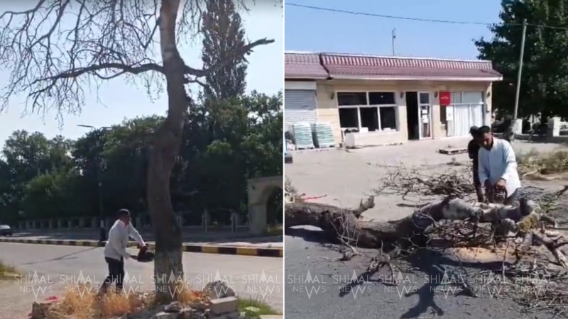 Şabranın “ölüm ağacı” kəsildi - VİDEO