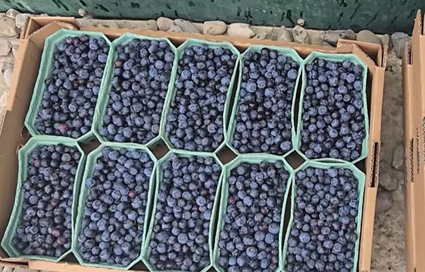 İspaniyadan gətirilib Siyəzəndə yetişirdirilir