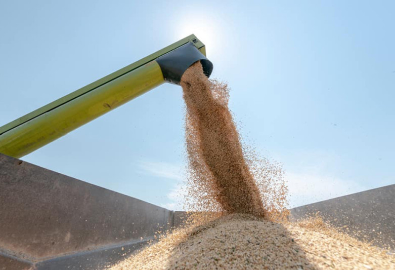 Şəkidə taxıl istehsalı artdı