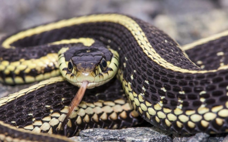 Ötən ay 20 nəfəri ilan sancıb