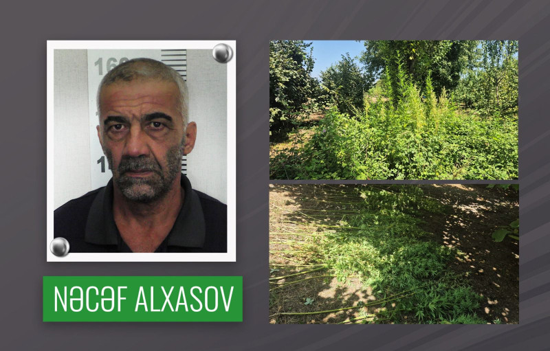 Qəbələdə fındıq bağında çətənə yetişdirən şəxs saxlanıldı