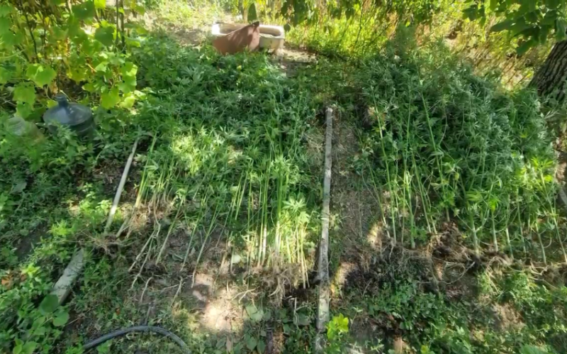 İsmayıllıda bostanda çətənə yetişdirən şəxs saxlanıldı