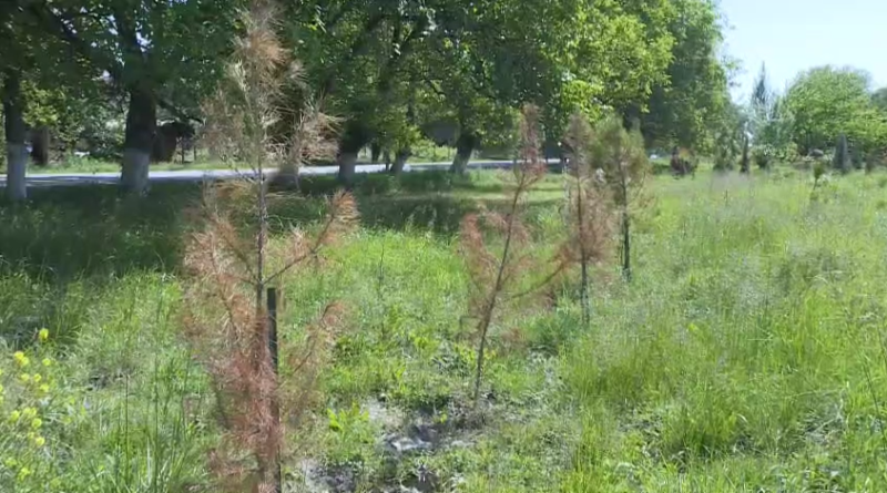 Qubada yeni əkilən şam ağacları quruyub - VİDEO