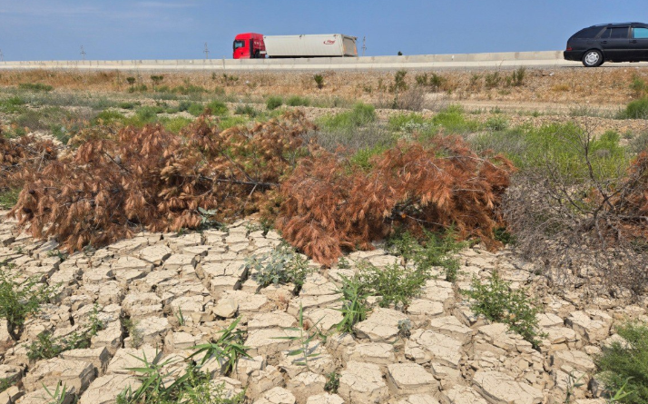 Xızıda subasma ağacların qurumasına səbəb oldu