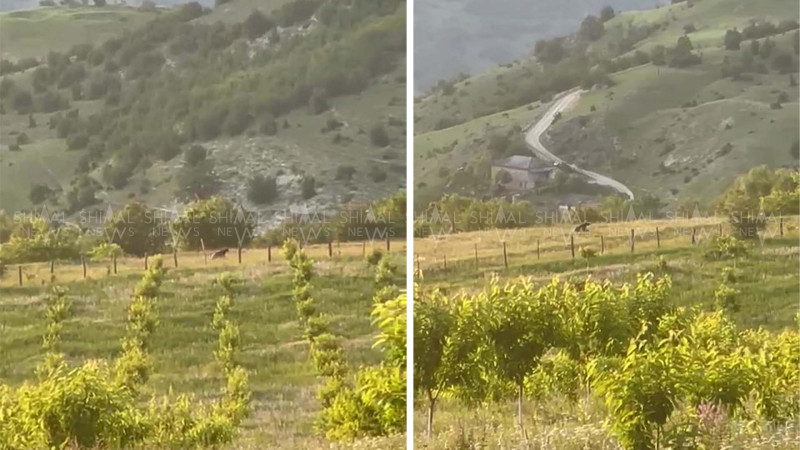 Qubada sakinləri təşvişə salan heyvan - VİDEO