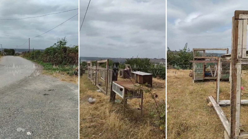 Qubanın gözəl mənzərəsini dovşanlar “zəbt edib”