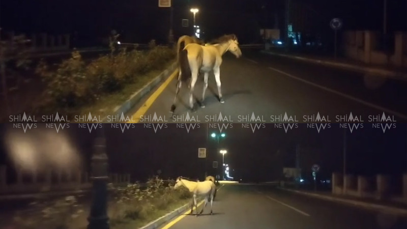 Oğuzda yollarda gəzən təhlükə - VİDEO