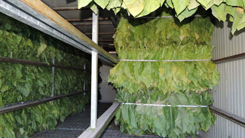 Şimalda 7 min tona yaxın yaş tütün təhvil alınıb