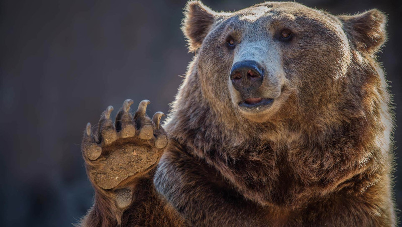 Qubada ayı hücumu - Yaralanan var