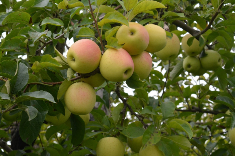 Armudpadar “möcüzəsi”: Qulluqsuz bağda bol məhsul