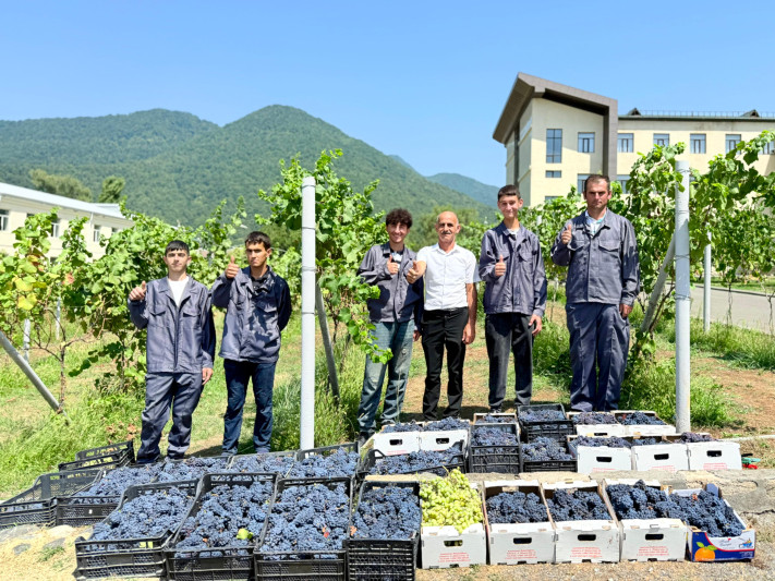 Qəbələdə tələbələrin yetişdirdiyi üzüm işçilərə paylandı