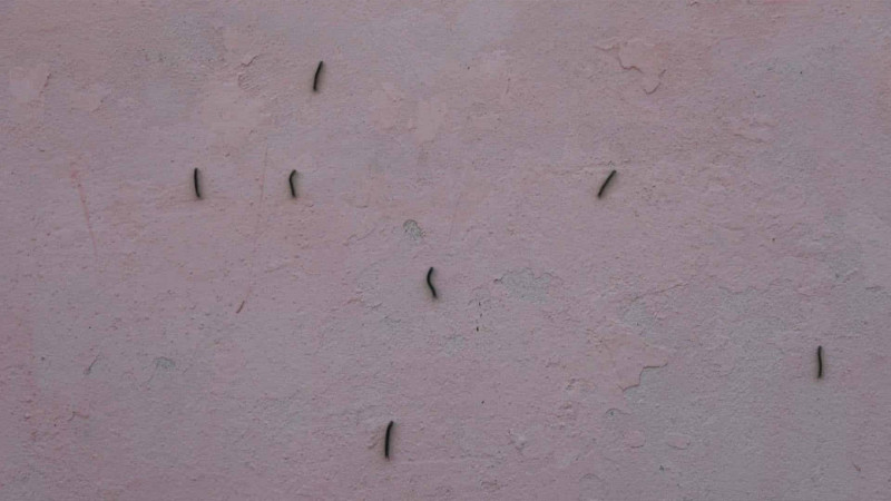 Balakəndə qurd XAOSU