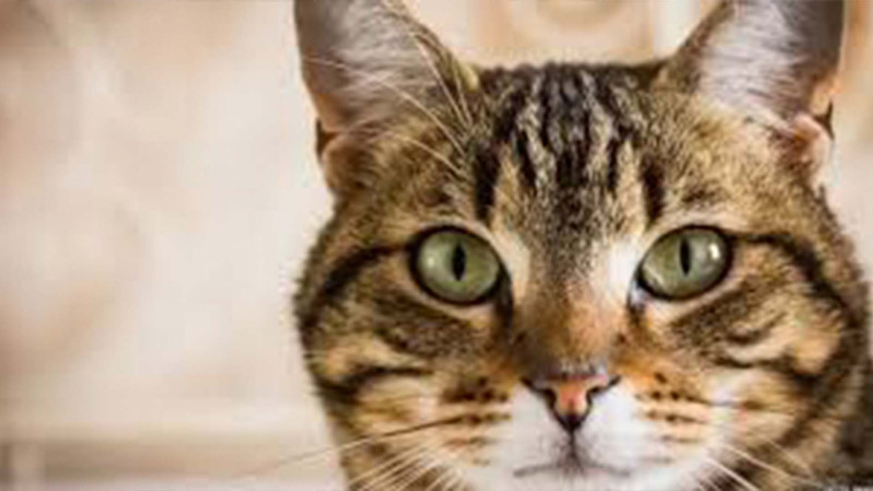 Xaçmazda pişik belə xilas edildi - VİDEO