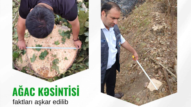 İsmayıllıda ağacları kəsən cəzalandırılıb