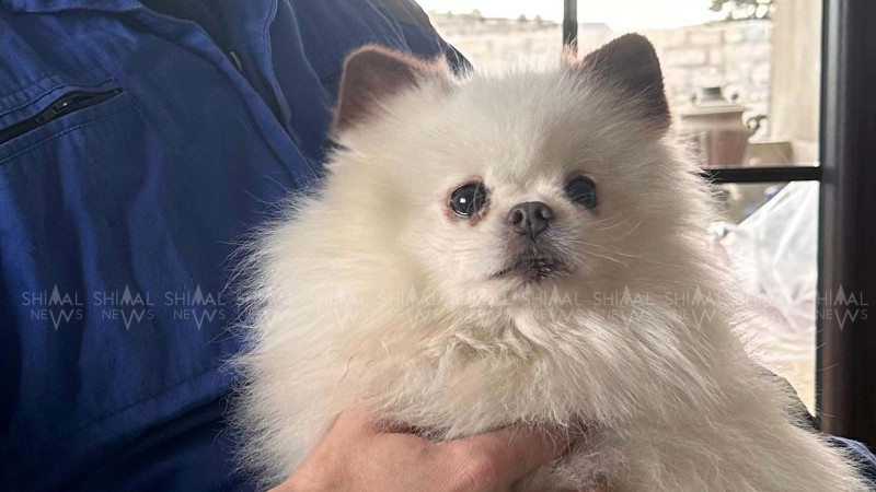 Şimalda baytar həkimi tapılmır