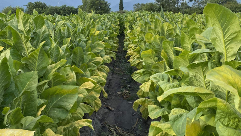 Yaponiya şirkətinin törəməsi Zaqatalada tütün qəbul edir